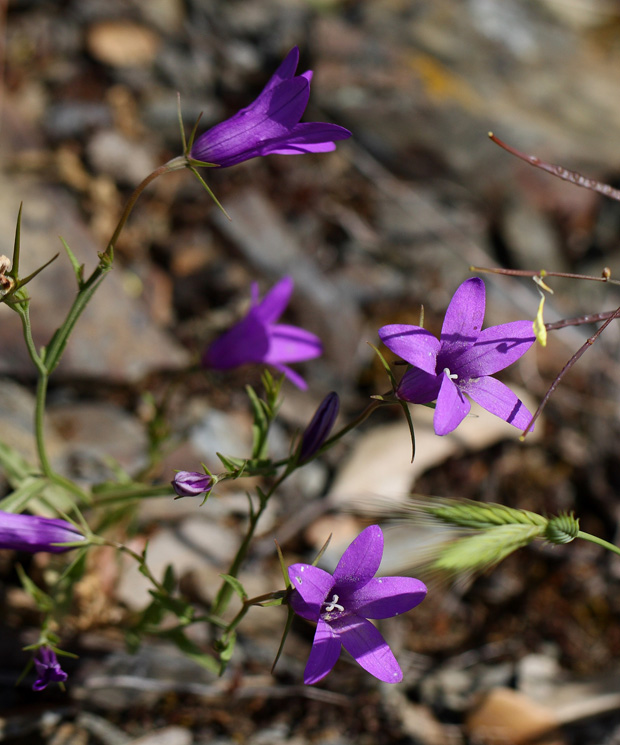 Valle de Alcudia. Mayo 2010