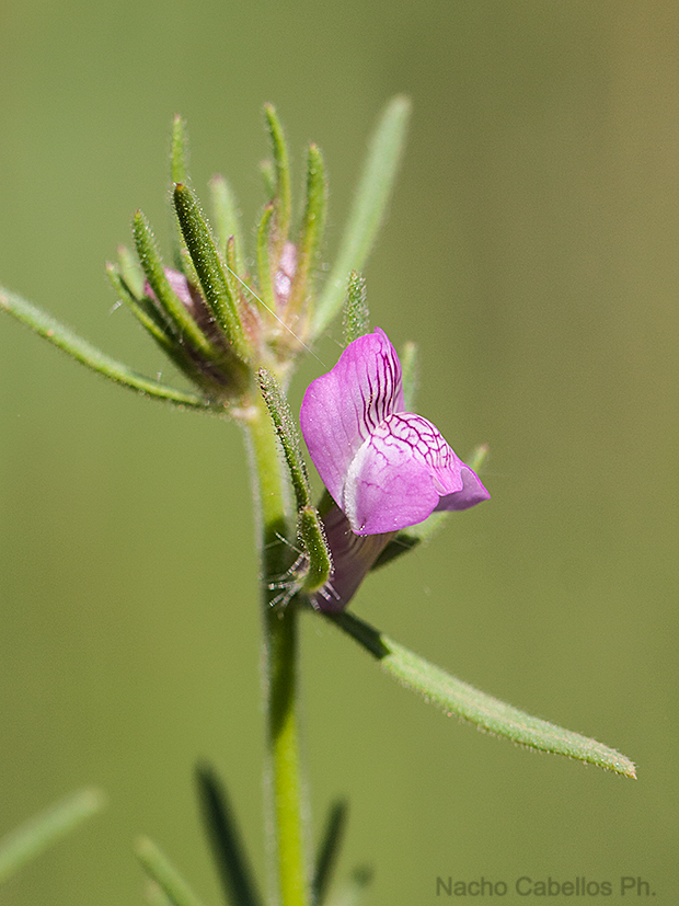 Los Pinos. Puertollano. Mayo 2010.