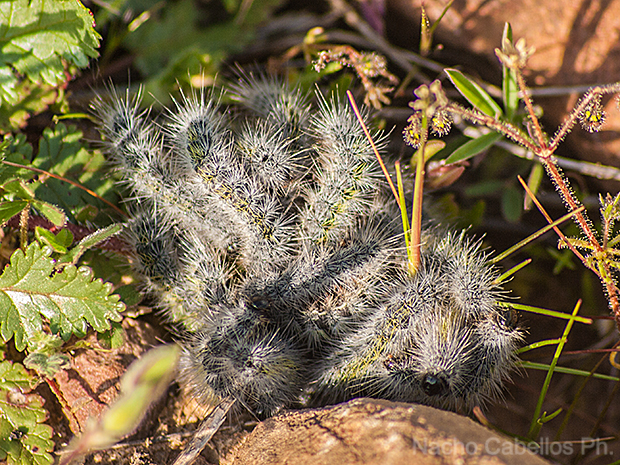 Los Pinos. Abril 2009.