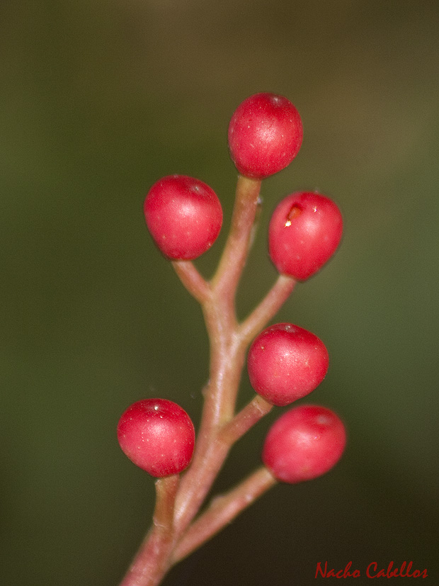 Estación de Cabezarrubias. Septiembre 2009.