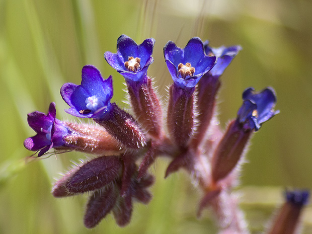 Cerro Santa Ana. Puertollano. Mayo 2009.