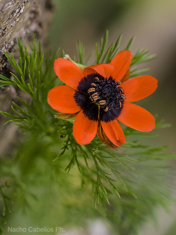 flor actinomorfa y hojas muy divididas en Adonis.
