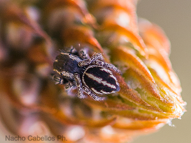 Cerro El Morrón. Villamayor de Calatrava. Abril 2010.