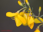 Cytisus scoparius
