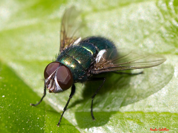 II Testing PN Cabañeros. Mayo 2012.