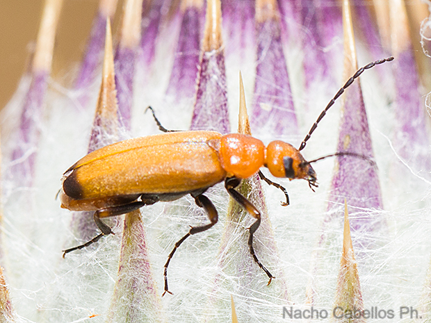 Isla de Algeciras. Tablas de Daimiel. Junio 2016.