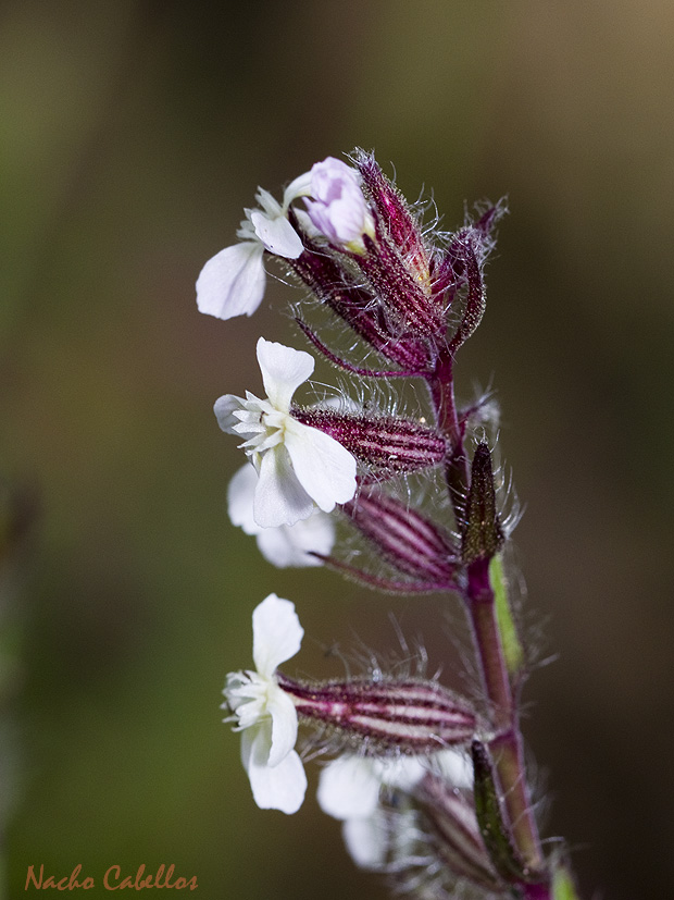 Laguna de Caracuel. Mayo 2011.