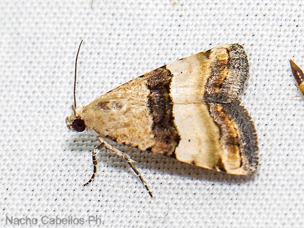 Sierra Morena. Castellar de Santiago. Agosto 2016.
