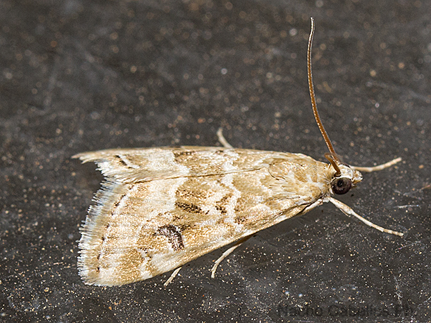 Las Virtudes. Septiembre 2016.