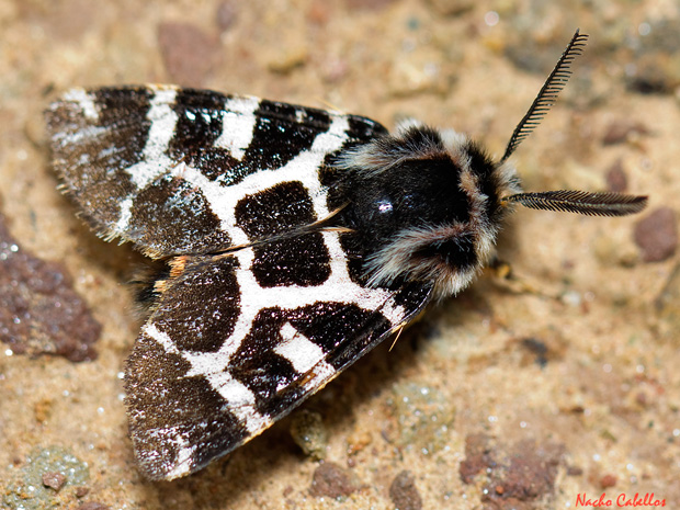 III Testing Refugio de Fauna Chico Mendes. Sierra morena. Abril 2014.