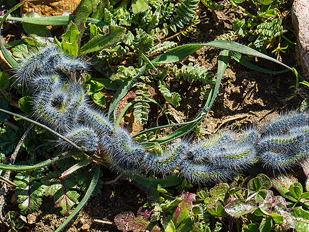 Los Pinos. Puertollano. Marzo 2016.