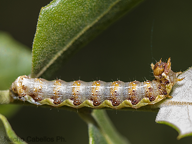 Laguna de Cañada. Cañada de Calatrava. Mayo 2013.