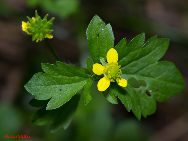 Flor actimomorfa y pentámera, hojas algo divididas y fruto en poliaquenio en Ranunculus.