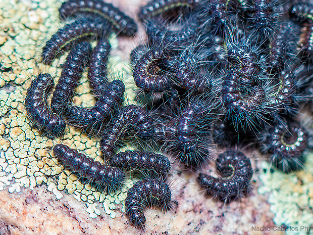 Cordel de La Alcoba. Marzo 2015. 