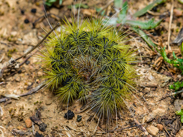 Cordel de La Alcoba. Marzo 2015.