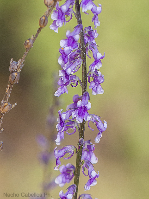 Los Pinos. Puertollano. mayo 2016.