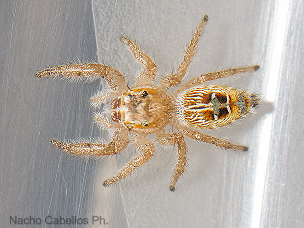 Puertollano. Junio 2016.