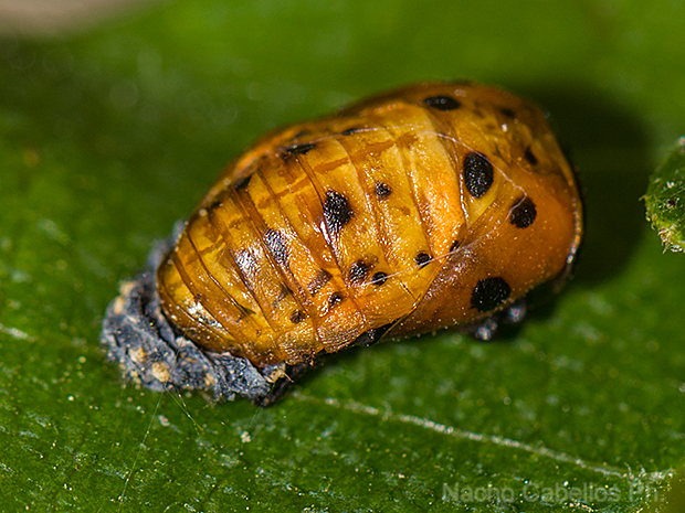 Pupa de Coccinella.