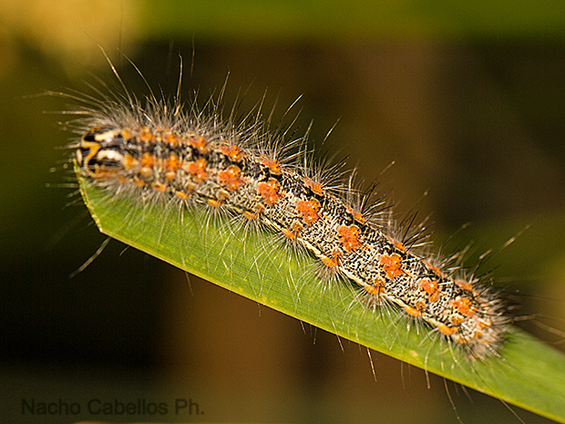 Laguna de cañada. Cañada de Calatrava. Mayo 2014.
