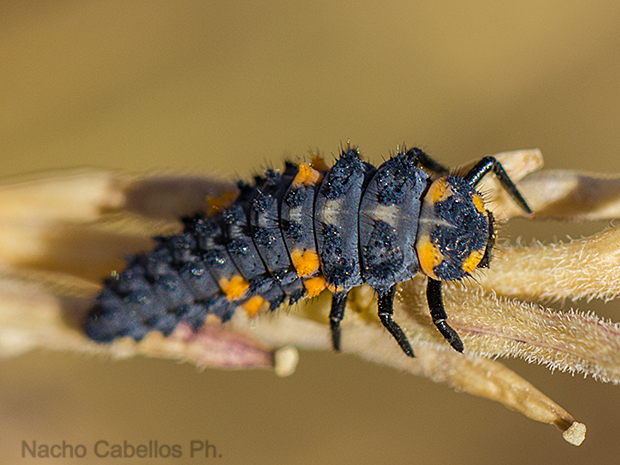Larva de Coccinella.