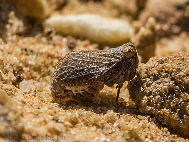 Adulto en el que se aprecia el aspecto de élitro que tienen las alas anteriores.