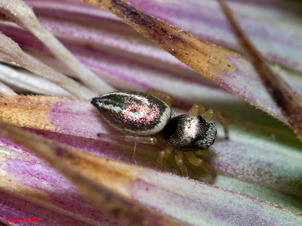 Argamasilla de Calatrava. Julio 2012.