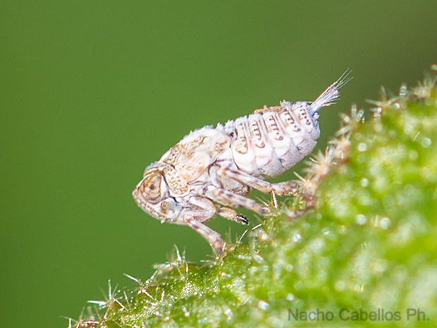 Tingissus tangirus. Inmaduro.