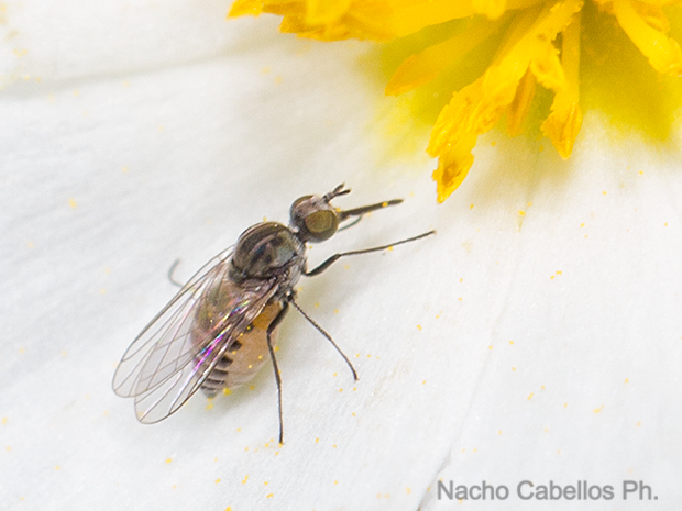 Los Pinos. Puertollano. Junio 2016.