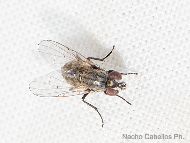 Los Barranquillos. Sierra Morena. Agosto 2016.