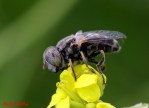 Eristalinus aeneus