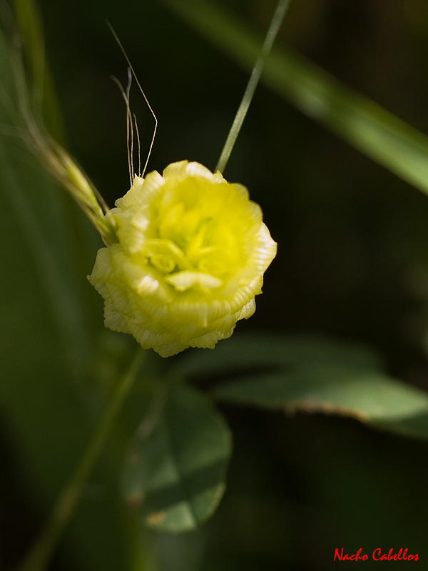 Río tirteafuera. Argamasilla de Calatrava. Mayo 2010.