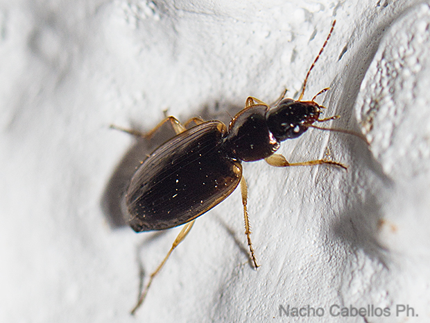 Las Virtudes. Septiembre 2013.