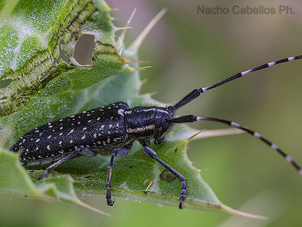 Laguna de Caracuel. Mayo 2011.