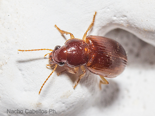 Las Virtudes. Septiembre 2016.