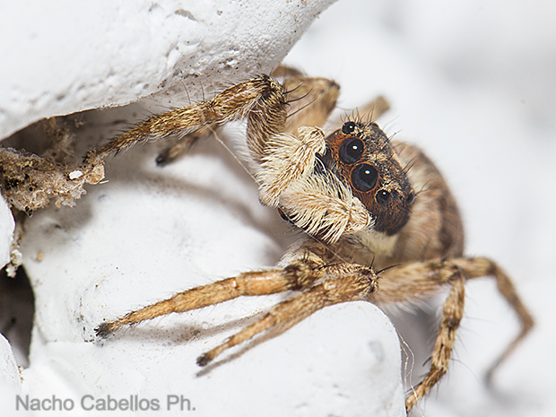 Las Virtudes. Septiembre 2016.
