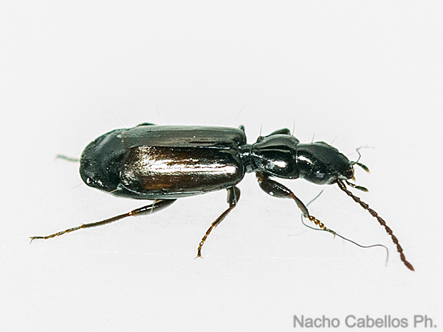 Puertollano. Marzo 2016.