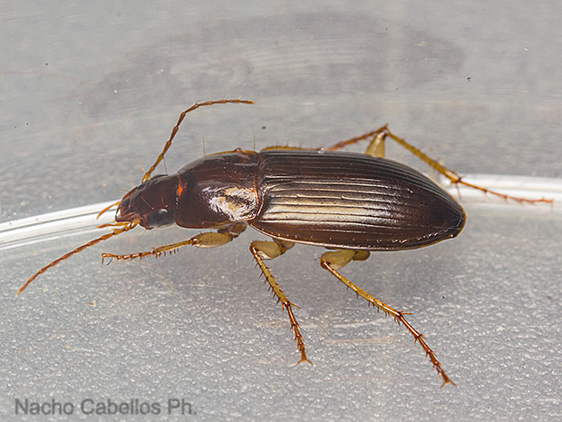 Puertollano. Mayo 2016. 