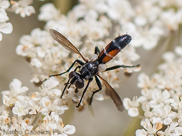 Alrededores de la Cueva de los Muñecos. Abenójar. Junio 2010.