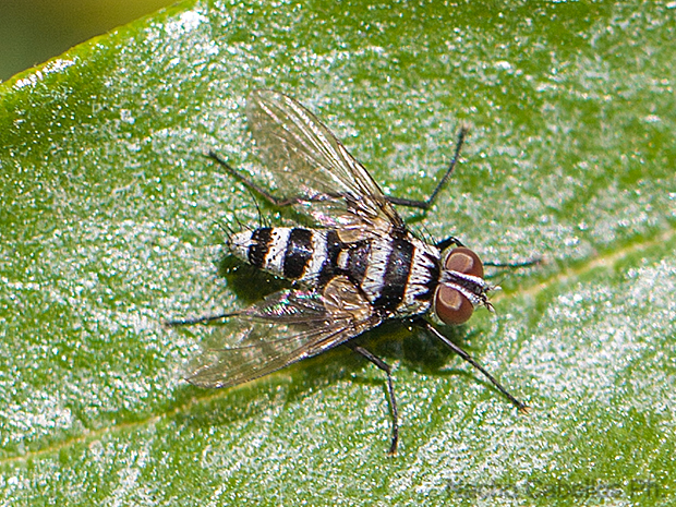 Los Pinos. Puertollano. Septiembre 2010.