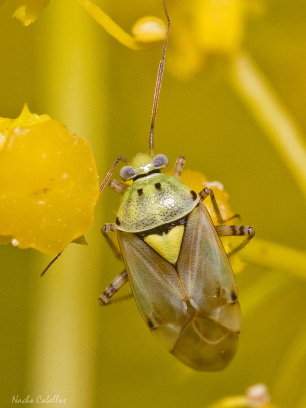 III Testing Campo de Calatrava-El Primillar. Mayo 2014.