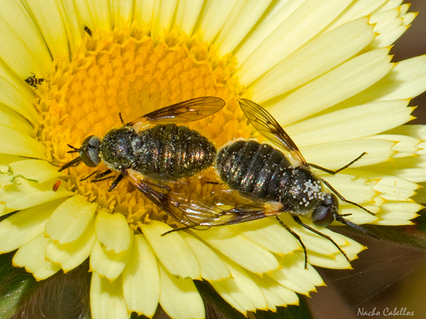 III Testing Campo de Calatrava-El Primillar. Mayo 2014.