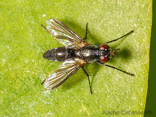 Torrenueva. Septiembre 2016.