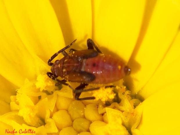 Cabezarrubias del Puerto. Marzo 2014.