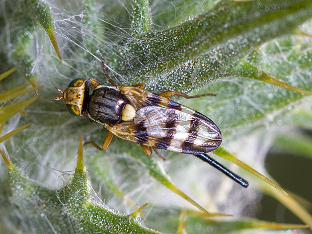 Urophora mauritanica