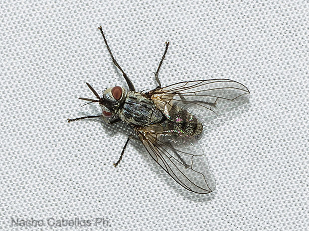 PN Cabañeros. Noviembre 2011.