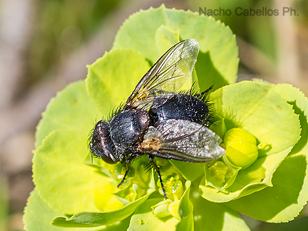 Aldeaquemada. Abril 2016.