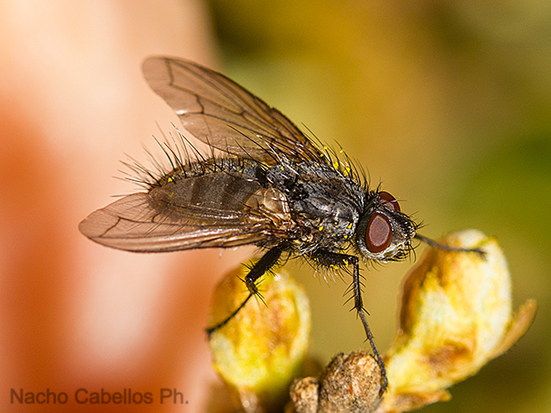Los Barranquillos. Sierra Morena. Abril 2016.