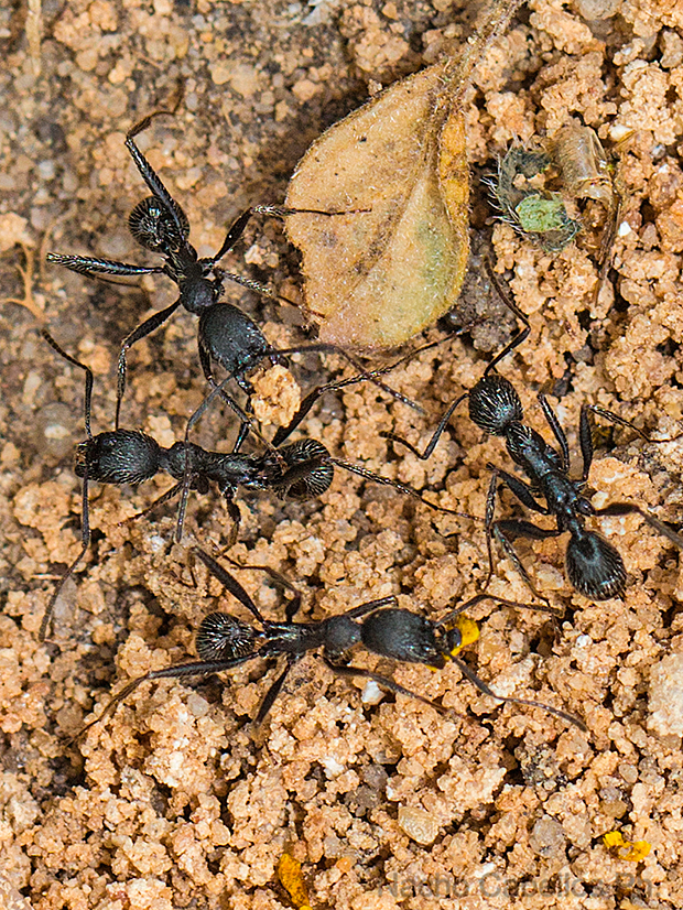 V Testing PN Tablas de Daimiel. Mayo 2015.