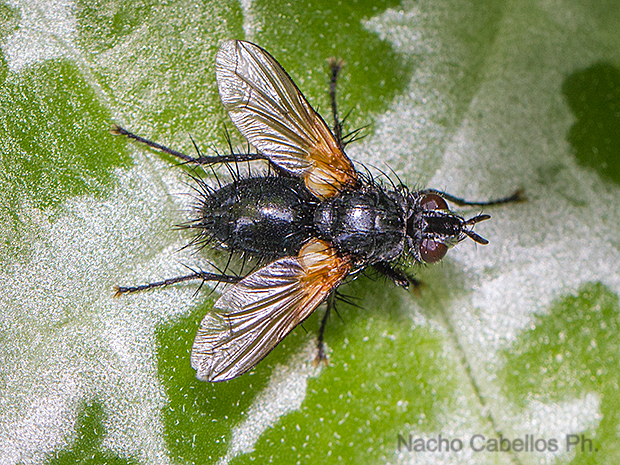 Molino de Geldres. Corral de Calatrava. Abril 2012.