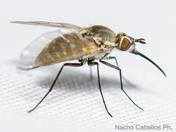 Sierra Morena. Castellar de Santiago. Mayo 2015.